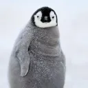 itzpropenguin
