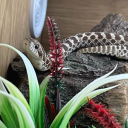 rune9270#7802's avatar