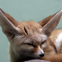 [17th MI] Maj. Foxy