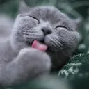 cathaztongue