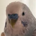 madyb