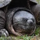 .turtletyrant