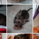 overmeowing