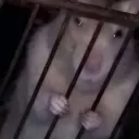 vampipo