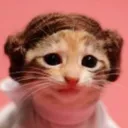 princessleiascat