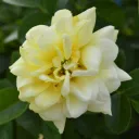 auion