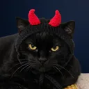 senorjon