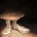 shoej