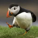 .kuli