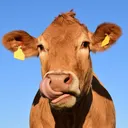 .cowtipper