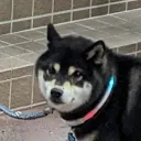izakinoshiba