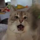 potatoster
