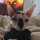 maxwellverdi