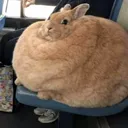 2868