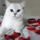 contactcattu554's Avatar