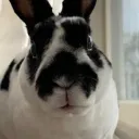 tnsi