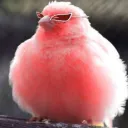 el.pollito