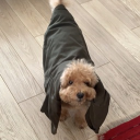 gabpewpew#7630's avatar