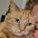 zookah