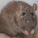 avatar Ayagami | Umigami