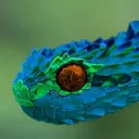 acviperr