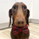 weenie._