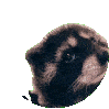 thatboichicken