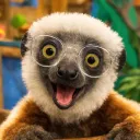 lemur0069