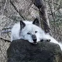 wolf7777