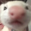 qhostkid
