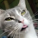 thor's Avatar