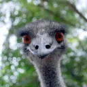 ohmygoshisthatanemu