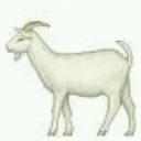 Stallion's Avatar