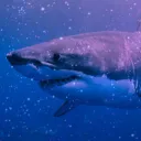 thegravityshark