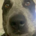 nashydog