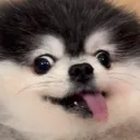 kaiwafflehead