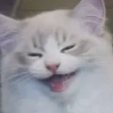 kiitteh