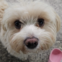 avatar Posy  | Annabel