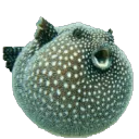 emhl