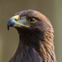 asaelus