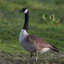 goose703