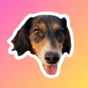 zebsfn