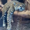zapteryx