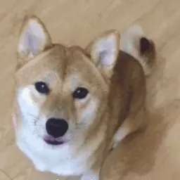 L̷a̷m̷b̷s̷t̷e̷r̷'s Avatar