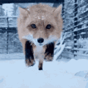 foxu