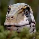 guldreggrod