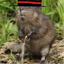 .mikeymuskrat