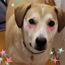 bearicaid