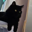 meowmikins