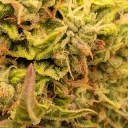 kushcabbage avatar